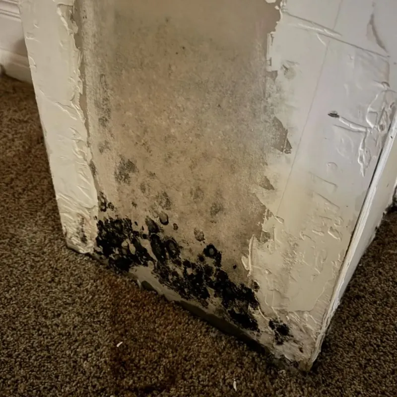 Professional Mold Removal in Port Allen, LA